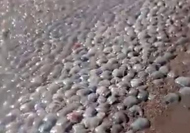 medusas-muertas.jpg