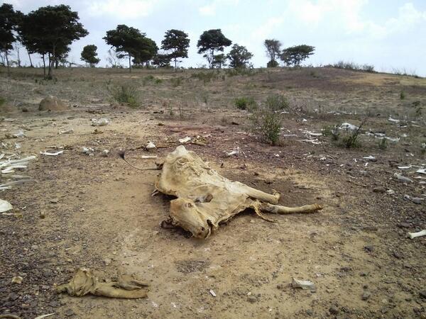 estado Zulia一地坏死了的牛肉干