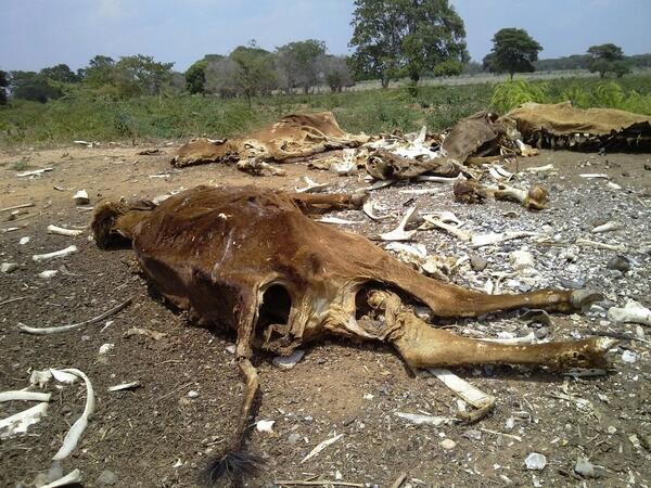 estado Zulia一地坏死了的牛肉干3000头