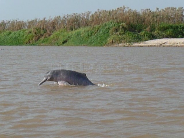 rio-apure_359663.jpg