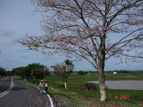 Apure Saliendo de Elorza pasando el puente Autor eliorubenmc.jpg