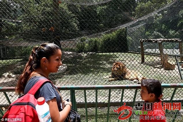 政府官员否认动物死亡是因为食物短缺，国家公诉人已经对此展开调查。动物园管理方面对此不予置评。 ... ...