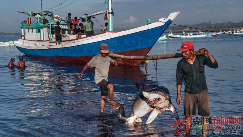 Tiburones-1280x720.jpg