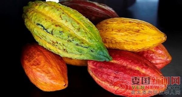 tsize_600x400_CACAO-VENEZUELA-2.jpg