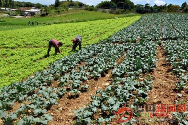 tsize_600x400_AGRICULTURA.jpg