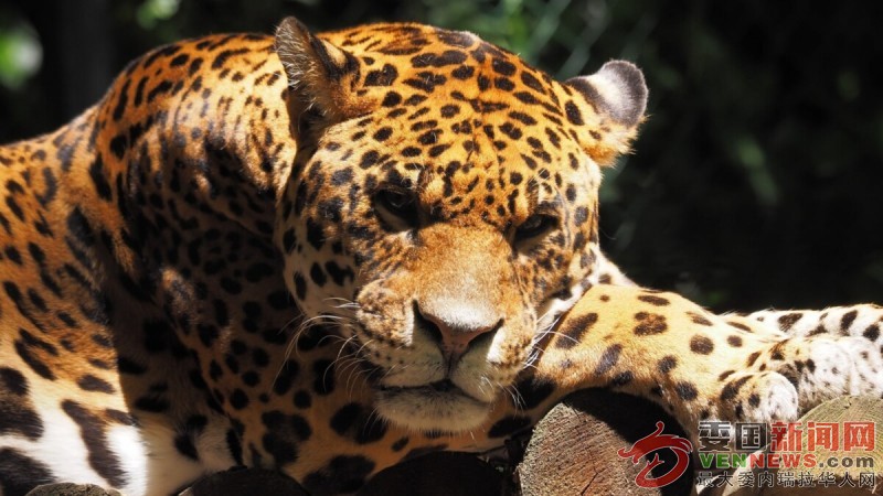 Jaguar.-Foto-Getty-Images.jpg