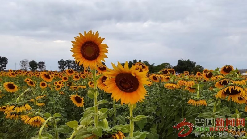 portuguesa-da-inicio-a-la-temporada-de-girasoles-2024-para-turistas-164117.jpg